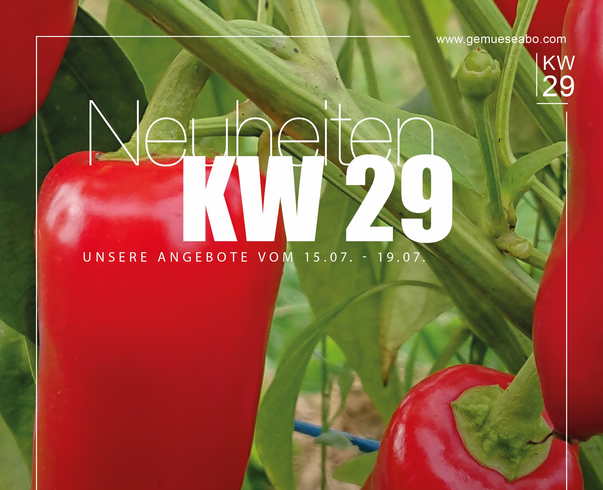 Unser Newsletter KW 29 - Logo